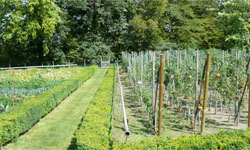 Vegetable garden